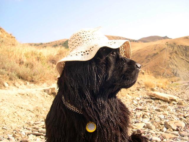 Фото: ньюфаундленд Ameliya Blyek Oushen (Амелия Блэк Оушен)