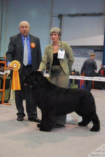 Фото: ньюфаундленд Fiamettahauz Galahat Rytsar' Graalia (Фиаметтахауз Галахад Рыцарь Грааля)