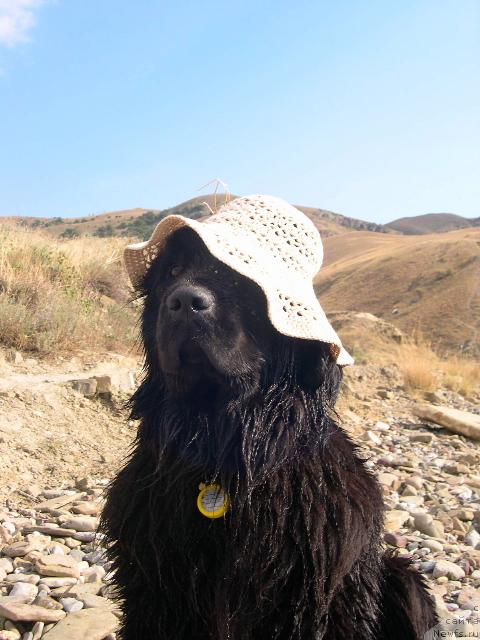 Фото: ньюфаундленд Ameliya Blyek Oushen (Амелия Блэк Оушен)