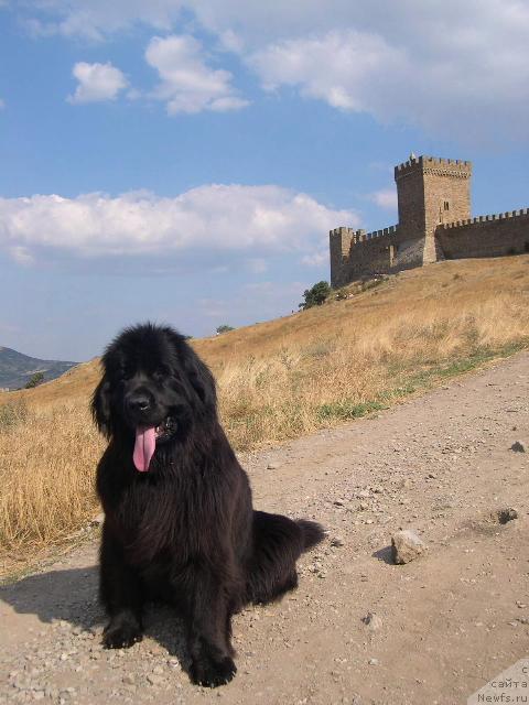 Фото: ньюфаундленд Ameliya Blyek Oushen (Амелия Блэк Оушен)