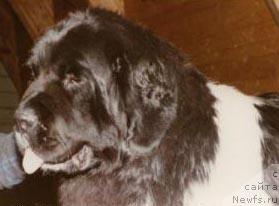 Фото: ньюфаундленд Amoradas Guardian Angel (Amoradas Guardian Angel)