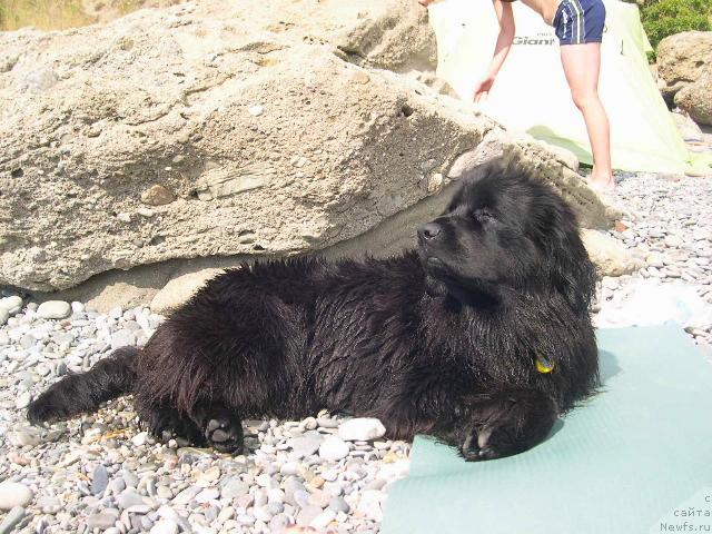 Фото: ньюфаундленд Ameliya Blyek Oushen (Амелия Блэк Оушен)