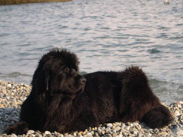 Фото: ньюфаундленд Ameliya Blyek Oushen (Амелия Блэк Оушен)