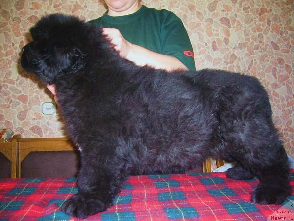 Фото: ньюфаундленд Super Bizon Gregori Greg (Супер Бизон Грегори Грег)