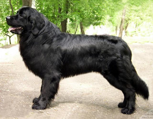 Фото: ньюфаундленд T'en Bo (Тьен Бо)