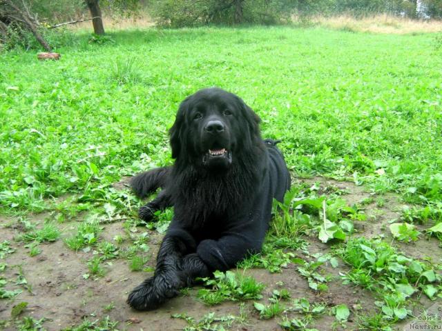 Фото: ньюфаундленд T'en Bo (Тьен Бо)