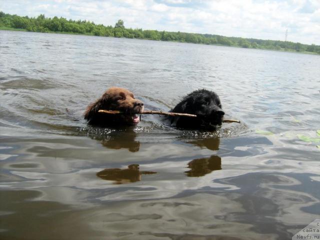 Фото: ньюфаундленд Baronessa (Баронесса), ньюфаундленд T'en Bo (Тьен Бо)