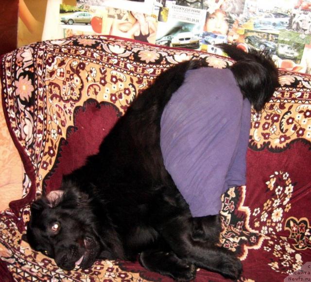 Фото: ньюфаундленд T'en Bo (Тьен Бо)