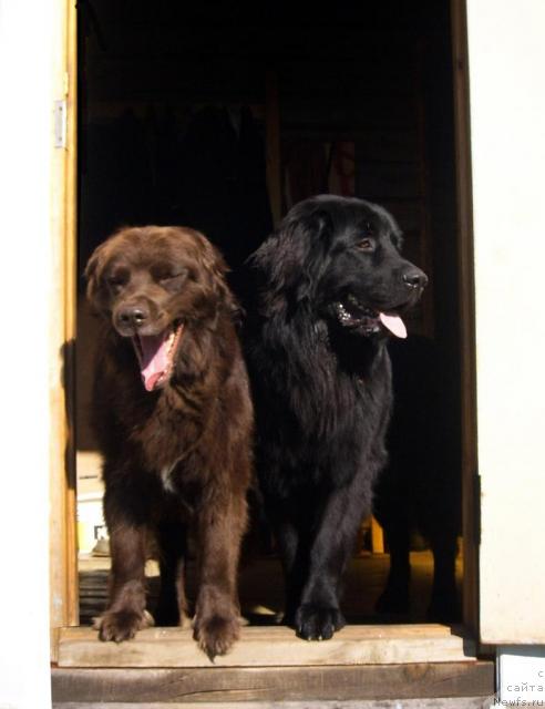 Фото: ньюфаундленд Baronessa (Баронесса), ньюфаундленд T'en Bo (Тьен Бо)