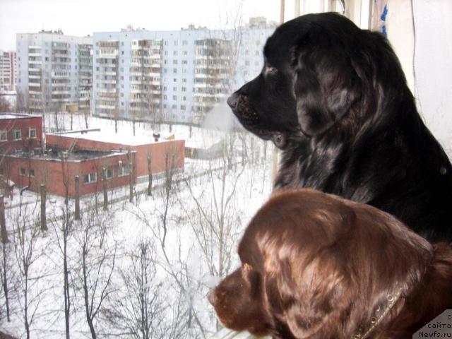 Фото: ньюфаундленд Baronessa (Баронесса), ньюфаундленд T'en Bo (Тьен Бо)