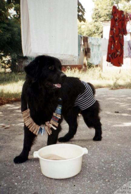 Фото: ньюфаундленд T'en Bo (Тьен Бо)