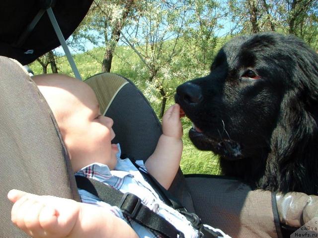 Фото: ньюфаундленд T'en Bo (Тьен Бо)