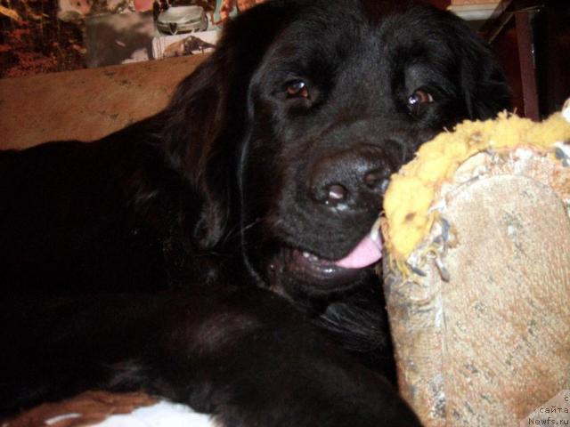 Фото: ньюфаундленд T'en Bo (Тьен Бо)