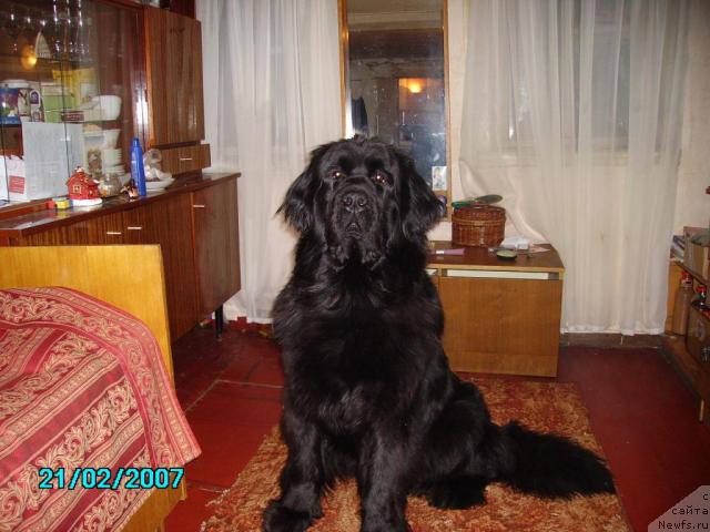 Фото: ньюфаундленд Mag Ispolin Ejevika (Маг Исполин Ежевика)