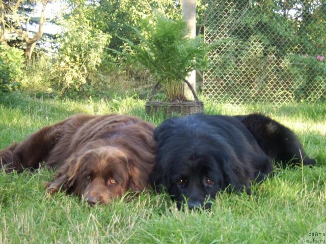 Фото: ньюфаундленд Baronessa (Баронесса), ньюфаундленд T'en Bo (Тьен Бо)