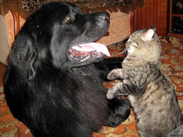 Фото: ньюфаундленд T'en Bo (Тьен Бо)