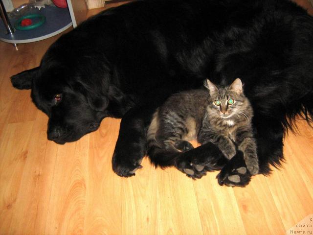 Фото: ньюфаундленд T'en Bo (Тьен Бо)