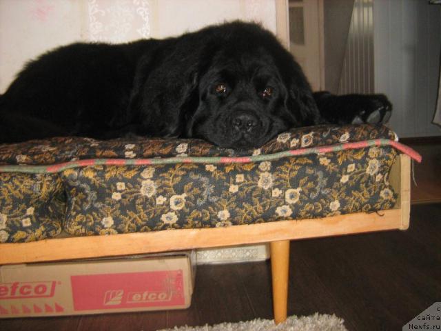 Фото: ньюфаундленд T'en Bo (Тьен Бо)