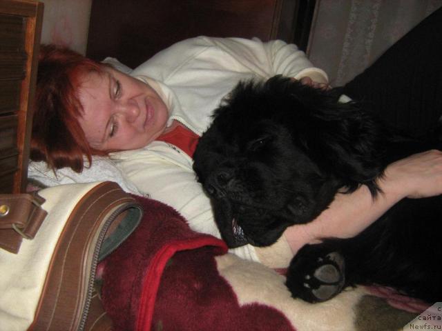 Фото: ньюфаундленд T'en Bo (Тьен Бо)