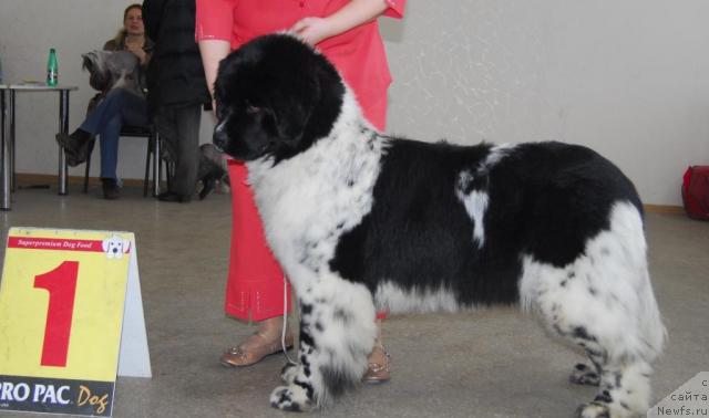 Фотография № 25067