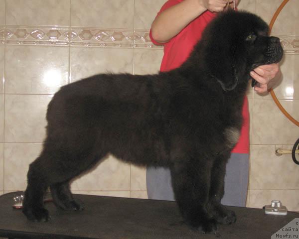 Фото: ньюфаундленд Nochnoy Dozor s Berega Dona (Ночной Дозор с Берега Дона)