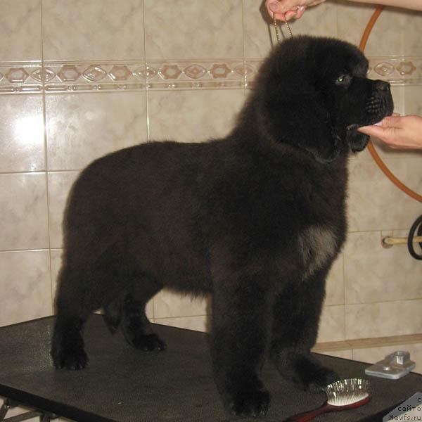 Фото: ньюфаундленд Nochnoy Dozor s Berega Dona (Ночной Дозор с Берега Дона)