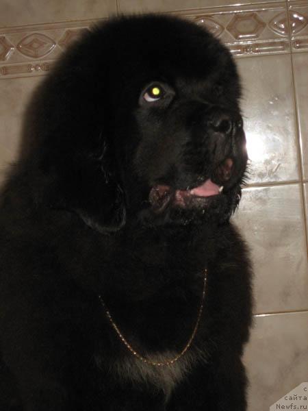 Фото: ньюфаундленд Nochnoy Dozor s Berega Dona (Ночной Дозор с Берега Дона)