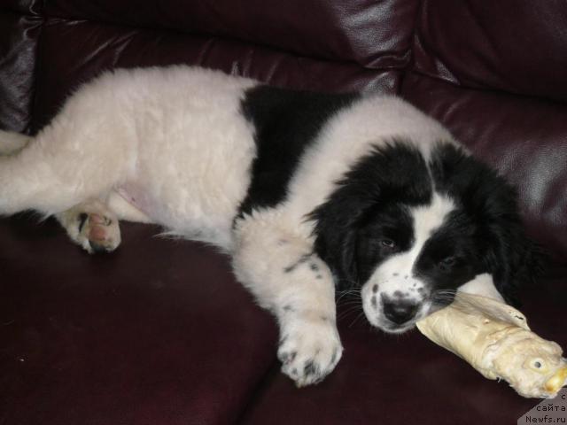 Фото: Щенок, ньюфаундленд SHedou iz Unikal'noy Kollekcii (Шедоу из Уникальной Коллекции)