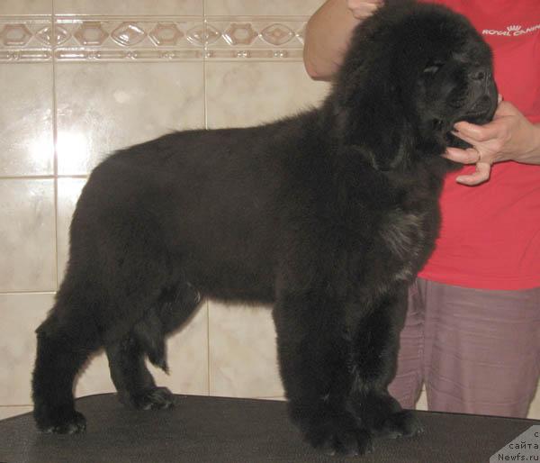 Фото: ньюфаундленд Naveki Tvoy s Berega Dona (Навеки Твой с Берега Дона)