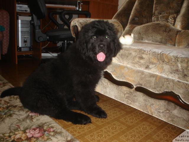 Фото: ньюфаундленд Super Bizon Astoriya (Супер Бизон Астория)