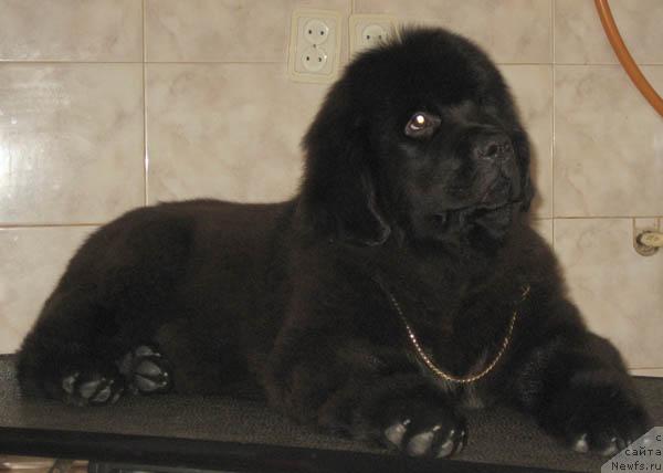 Фото: ньюфаундленд Naveki Tvoy s Berega Dona (Навеки Твой с Берега Дона)