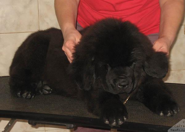 Фото: ньюфаундленд Naveki Tvoy s Berega Dona (Навеки Твой с Берега Дона)