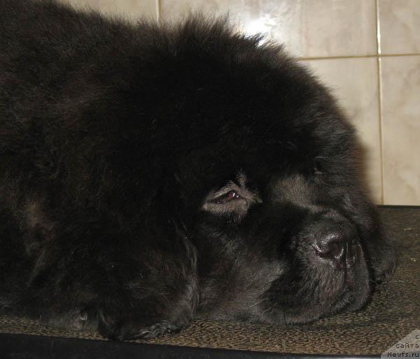 Фото: ньюфаундленд Nezhny Drug s Berega Dona (Нежный Друг с Берега Дона)