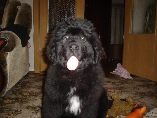 Фото: ньюфаундленд Super Bizon Astoriya (Супер Бизон Астория)