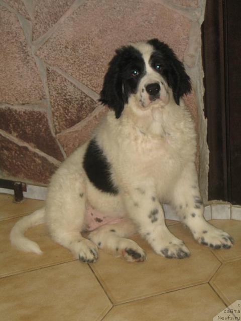 Фото: Щенок, ньюфаундленд SHedou iz Unikal'noy Kollekcii (Шедоу из Уникальной Коллекции)