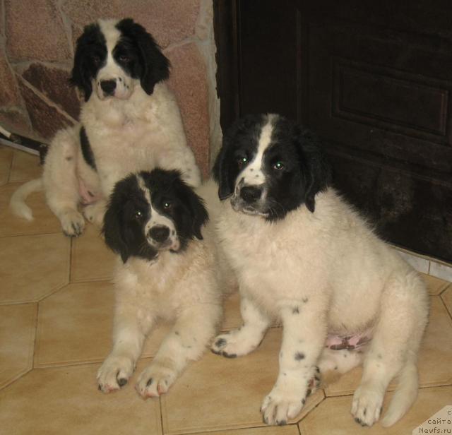 Фото: Щенки, ньюфаундленд SHedou iz Unikal'noy Kollekcii (Шедоу из Уникальной Коллекции)