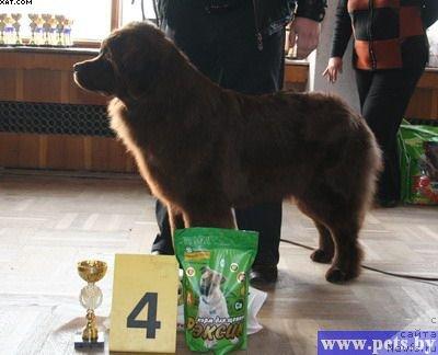 Фото: ньюфаундленд Zabava Putyatishna (Забава Путятишна), BISj-IV