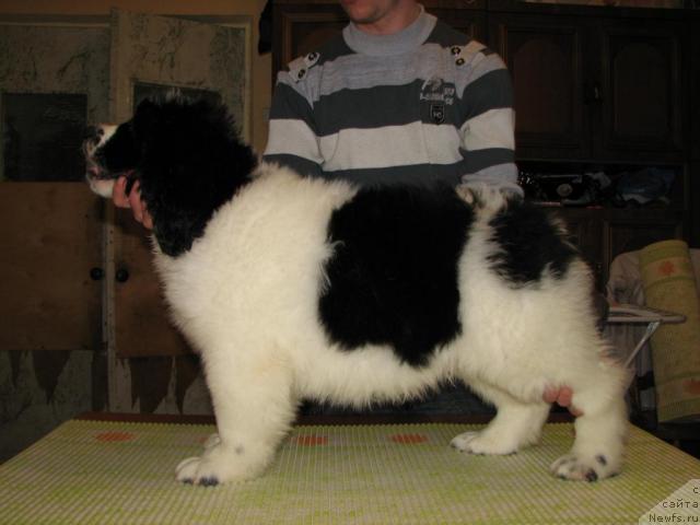 Фото: ньюфаундленд Lord Luxemburg Ayular iz Tihogo Omuta (Лорд Люксембург Аюлар из Тихого Омута)