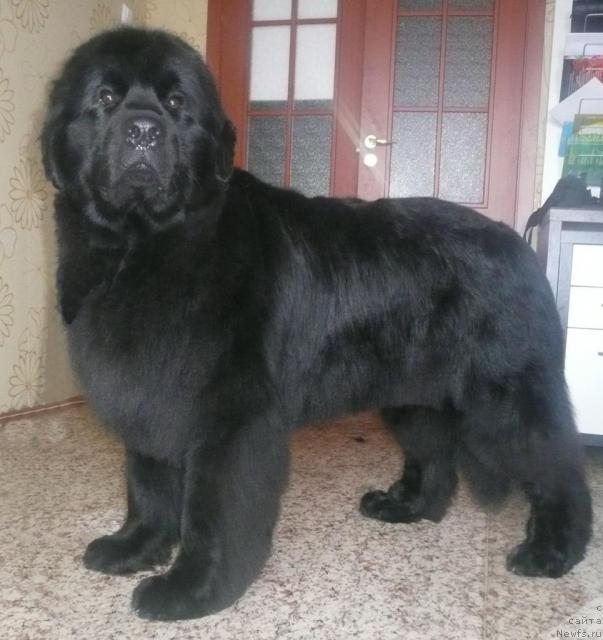 Фото: ньюфаундленд Sia King (Сиа Кинг)
