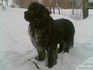 Фото: ньюфаундленд Ekselent Stil  iz Medvej'ego YAra (Екселент Стил  из Медвежьего Яра)