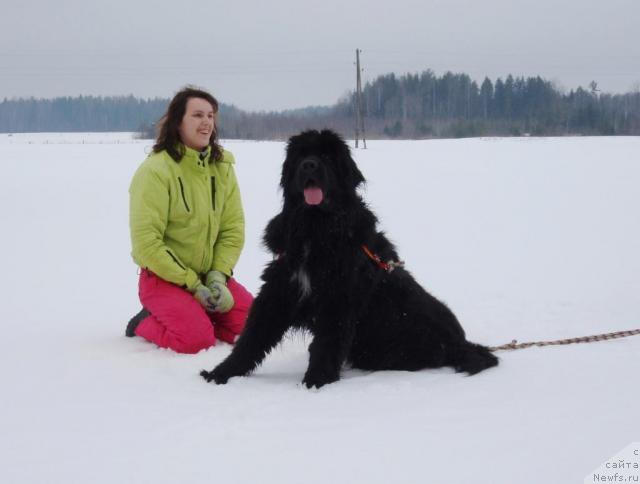 Фото: ньюфаундленд Piternyuf Zhora Piterskiy (Питерньюф Жора Питерский)