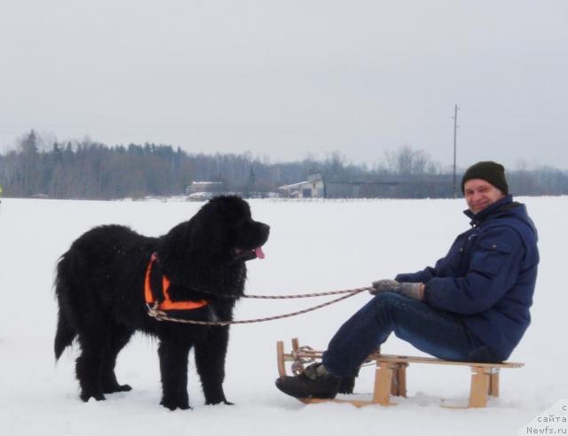 Фото: ньюфаундленд Piternyuf Zhora Piterskiy (Питерньюф Жора Питерский)