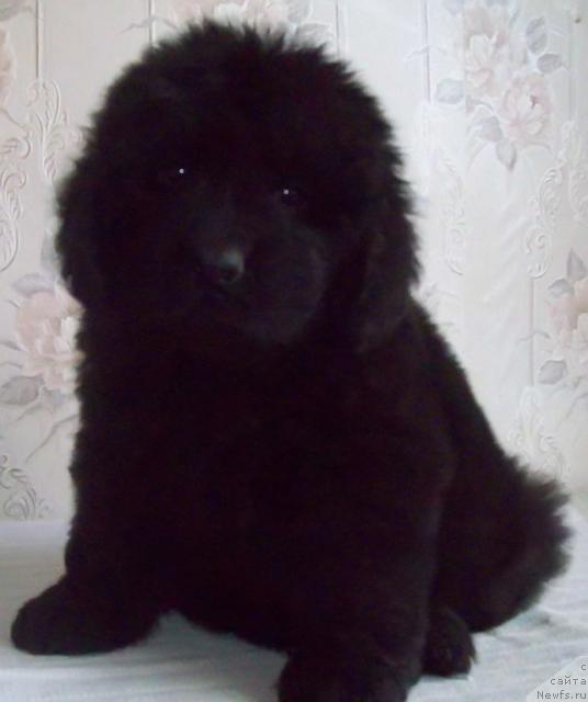 Фото: ньюфаундленд Lihoy Kazak (Лихой Казак)