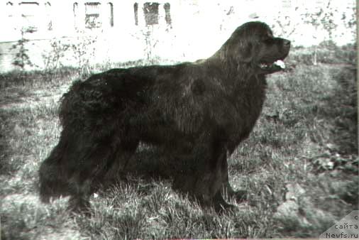 Фото: ньюфаундленд Hidjeri YAgri (Хиджери Ягри)