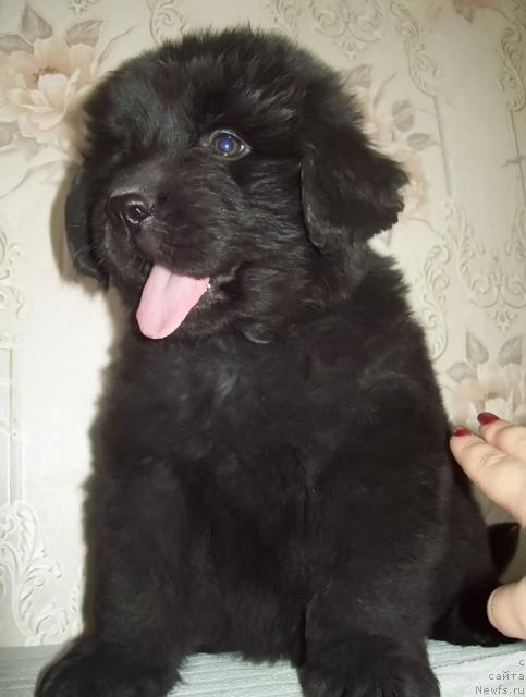 Фото: ньюфаундленд Lyubimaya Medvedica Moya (Любимая Медведица Моя)