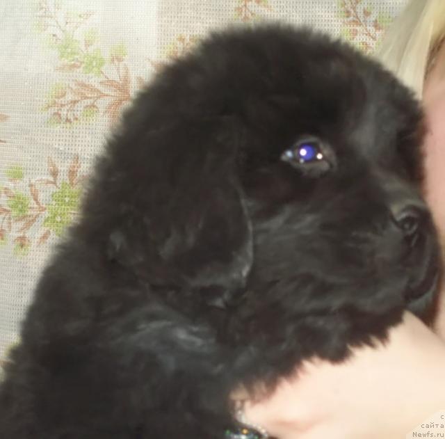 Фото: ньюфаундленд Lyubimaya Medvedica Moya (Любимая Медведица Моя)