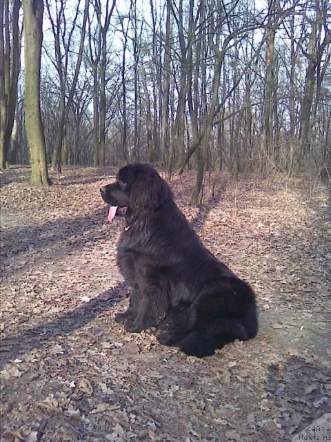 Фото: ньюфаундленд Charivna Cherepashka Bolshoj Malysh (Чаривна Черепашка Большой Малыш)