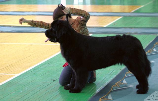 Фото: ньюфаундленд Lubimaya Moya s Berega Dona (Любимая Моя с Берега Дона)