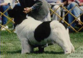 Фото: ньюфаундленд Vertigo Bearinmind of Bonaventura