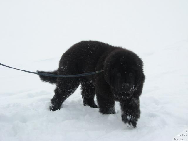 Фото: ньюфаундленд Fortuna of Giant's Island